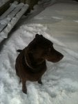 Brown Snow Dog Dog breed Carnivore